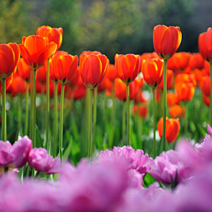 Zdjęcie tulipanów, tulipany zdjęcie, fotografie tulipanów